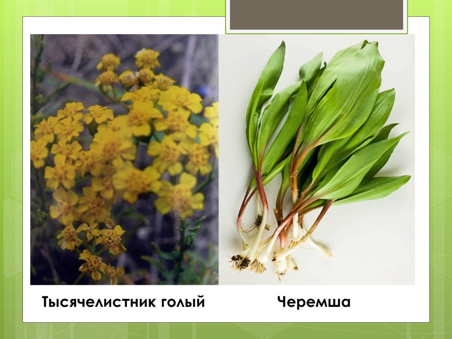 Черемша в Крыму