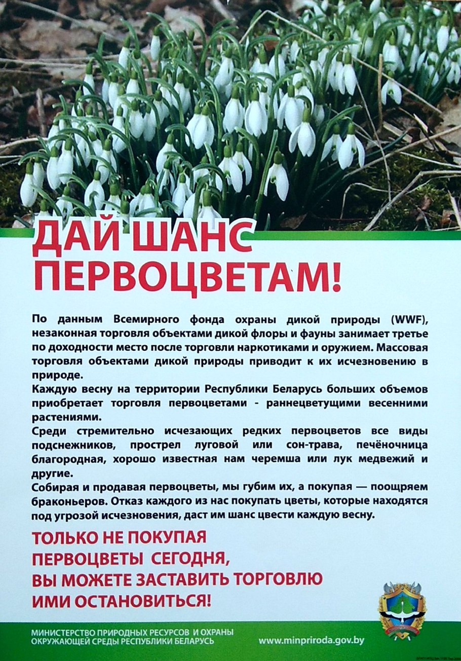 Медвежья черемша