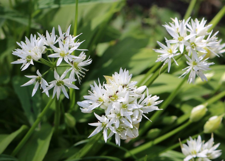 Лук Медвежий (Allium ursinum)