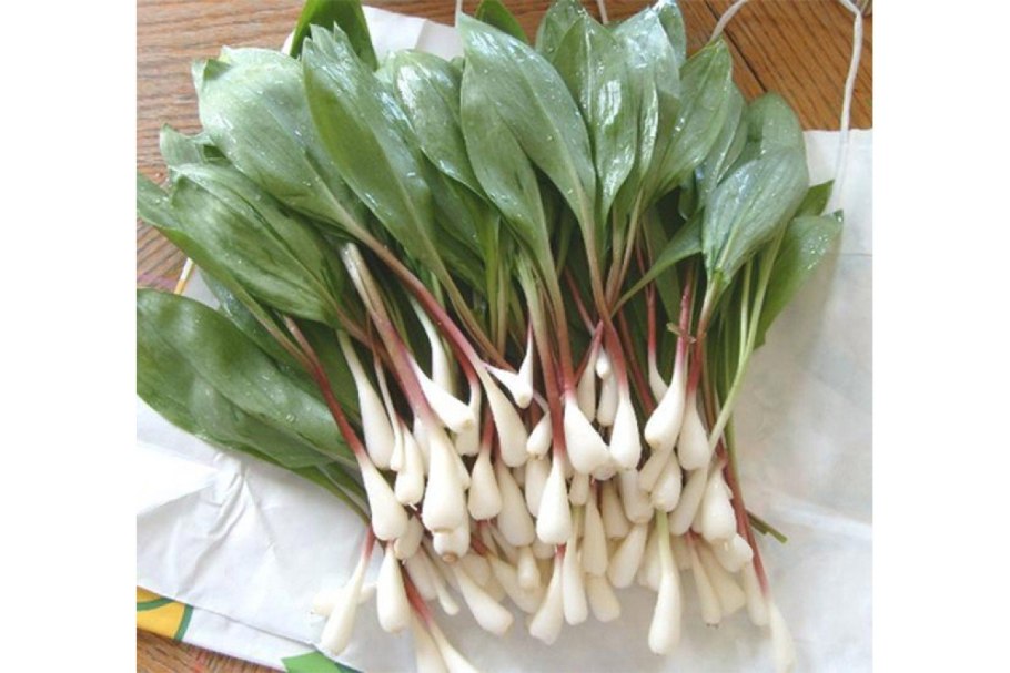 Allium ursinum черемша