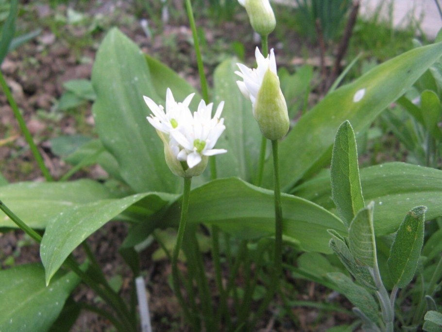 Лук Медвежий (Allium ursinum)