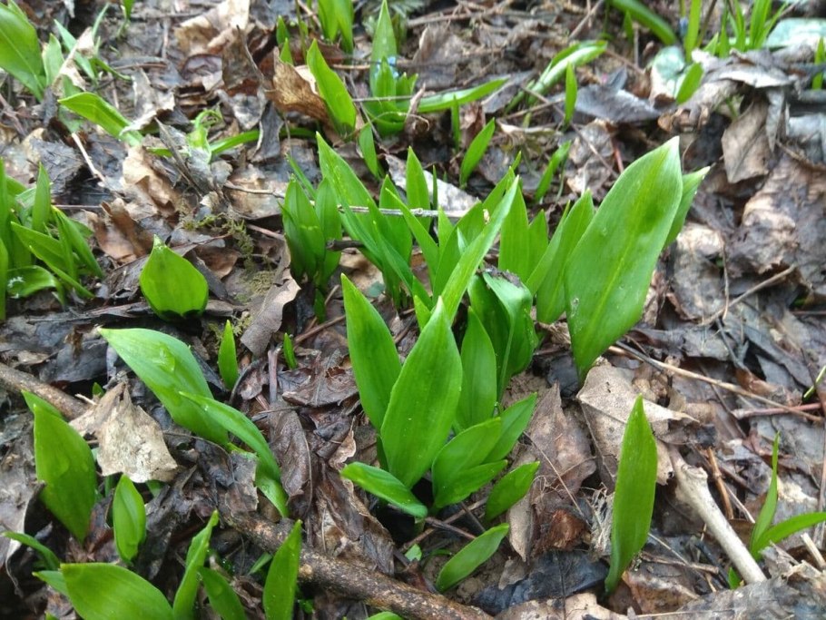 Медвежий чеснок черемша