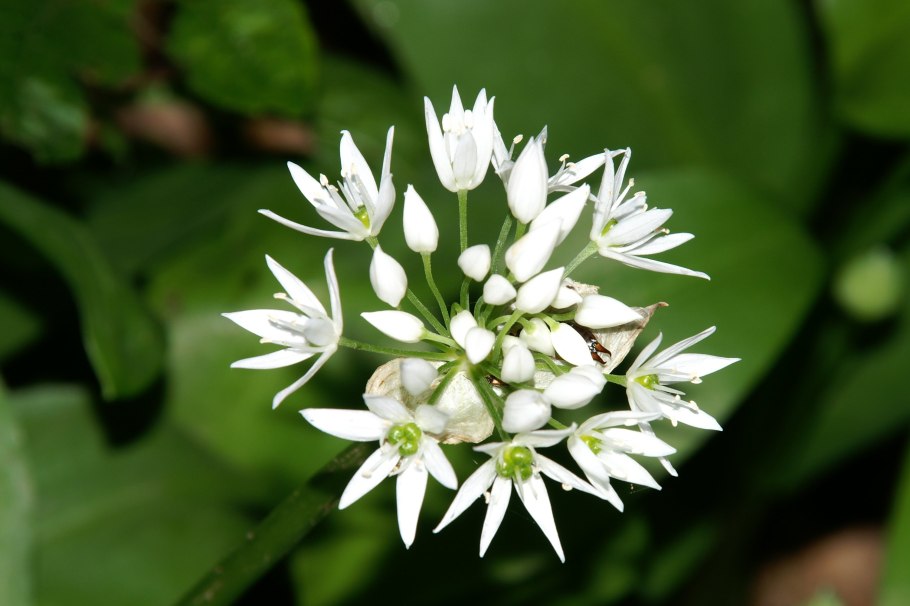 Лук Медвежий (Allium ursinum)