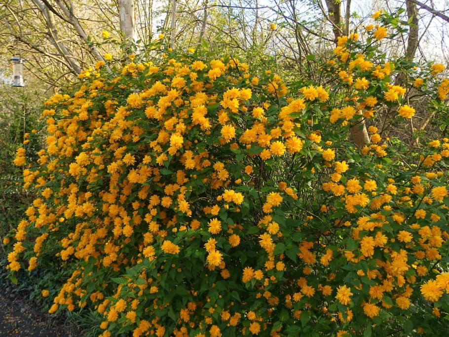Керрия японская Pleniflora