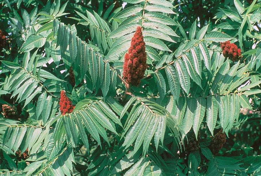 Сумах оленерогий Rhus typhina