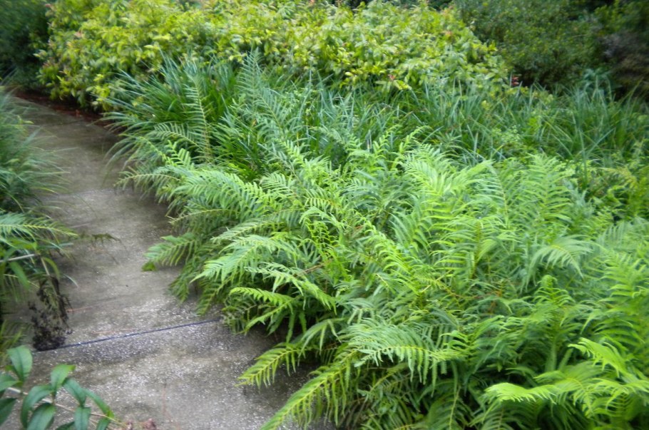 Щитовник Зибольда