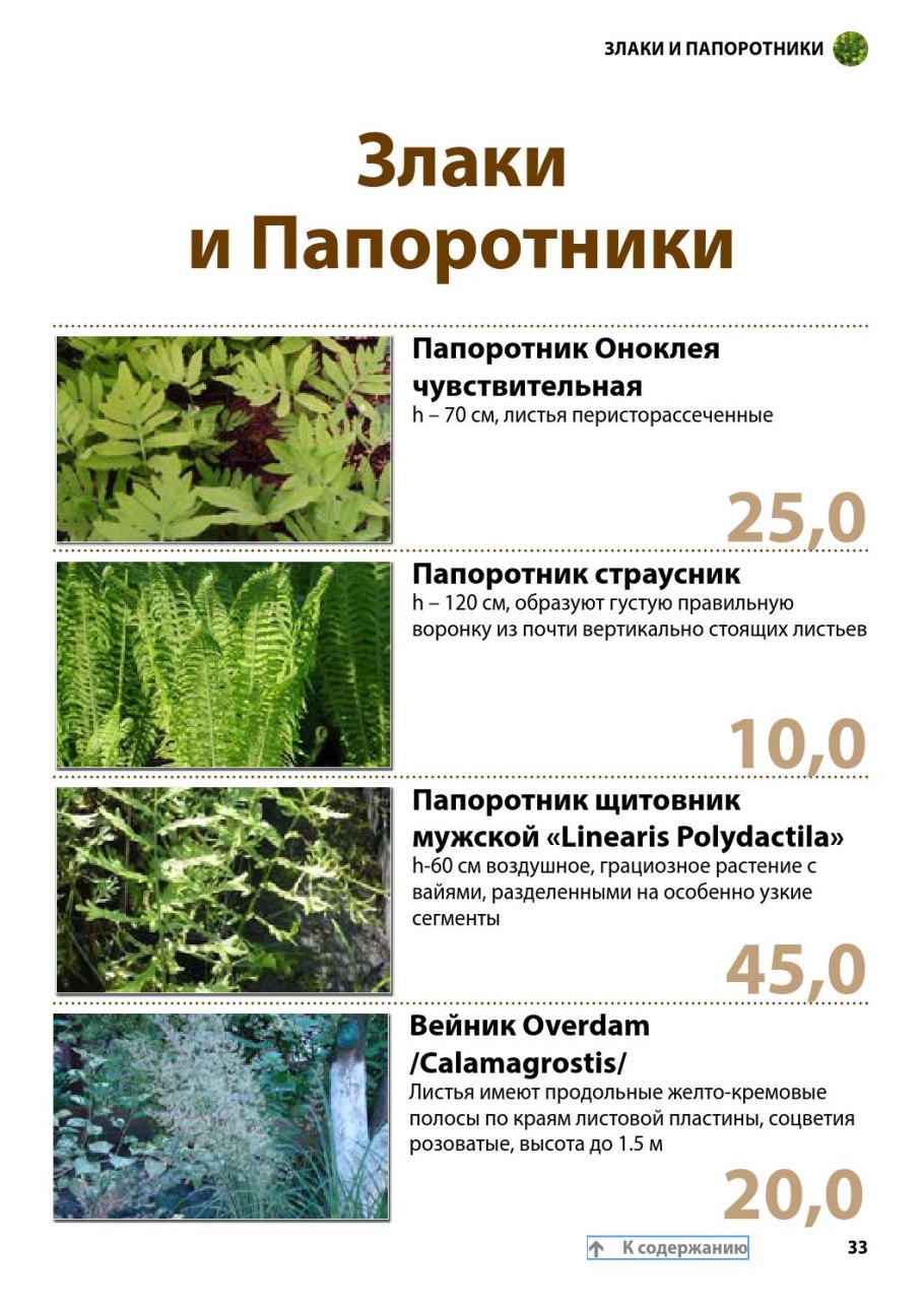 Папоротники и злаки