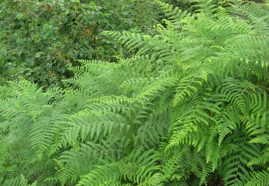 Папоротник гравюра