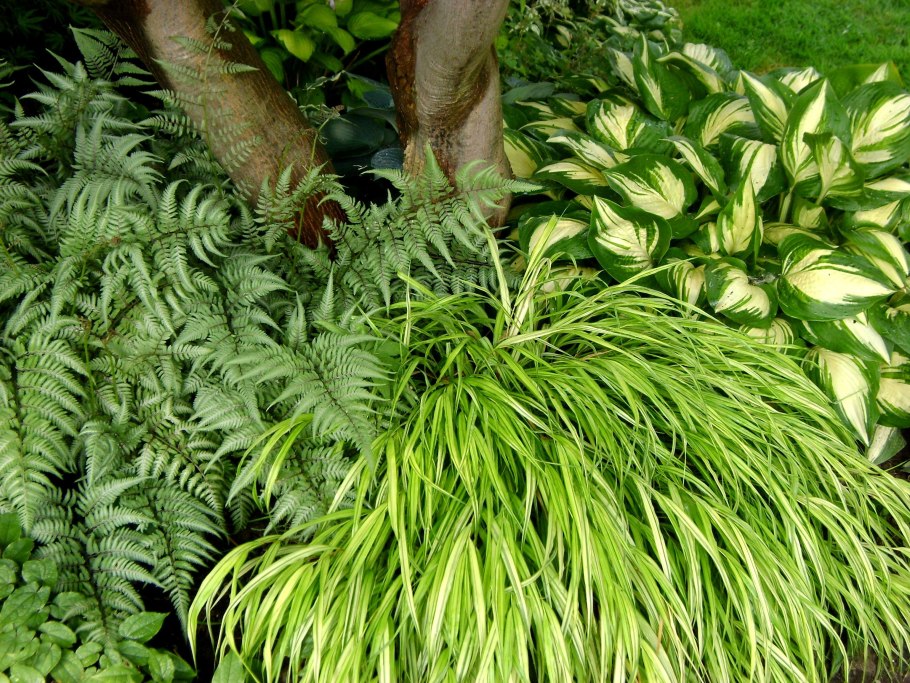 Хоста хаконехлоя