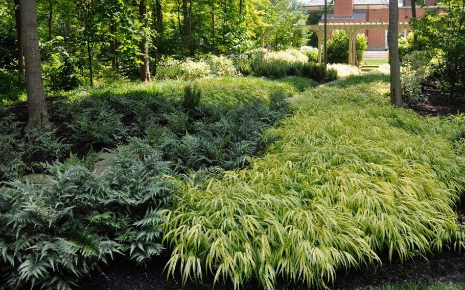 Папоротник Пеллея