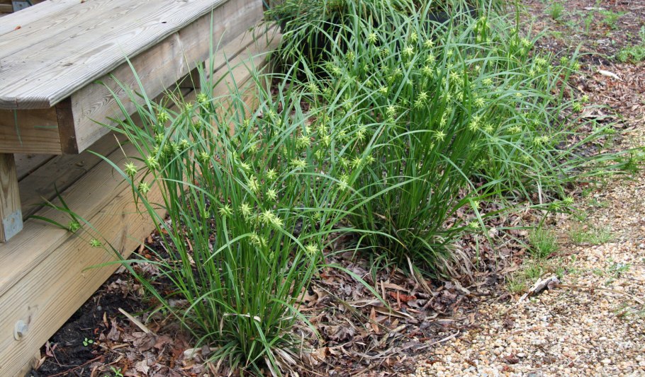 Хоста папоротник астильба