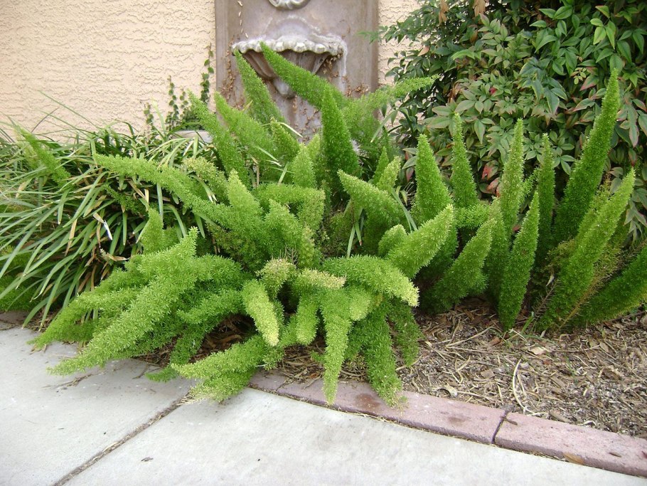 Папоротник страусник на даче