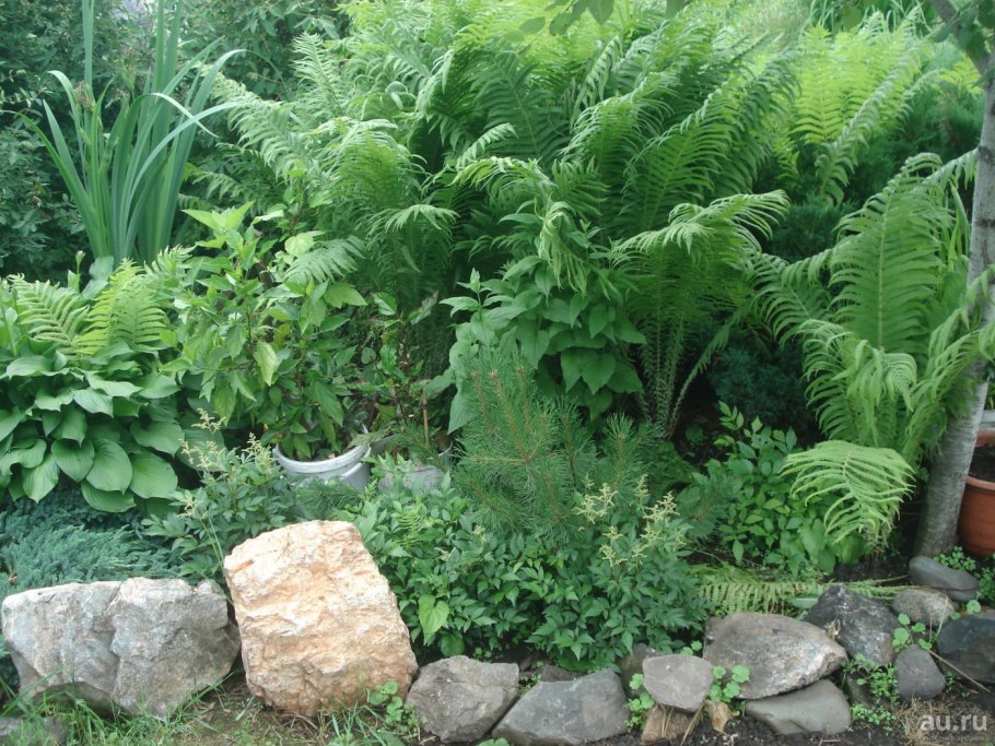 Альпийская горка с папоротником и хостой