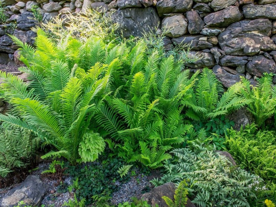 Папоротник чистоуст величавый