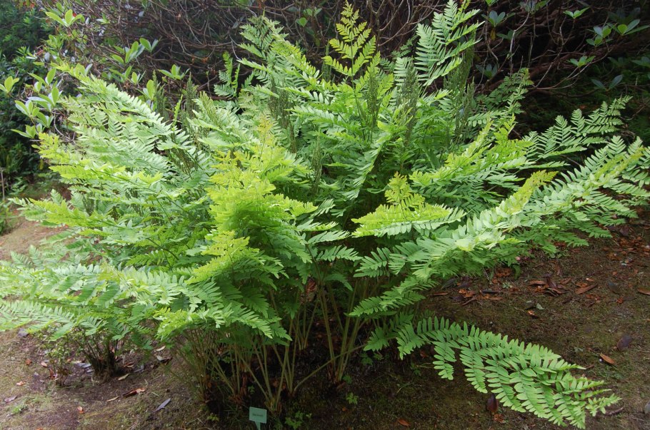 Папоротник dryopteris affinis