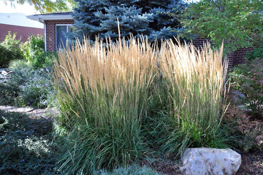 Щитовник Аутумн