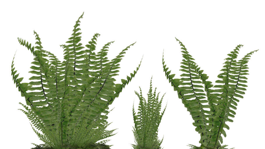 Страусник из папоротник