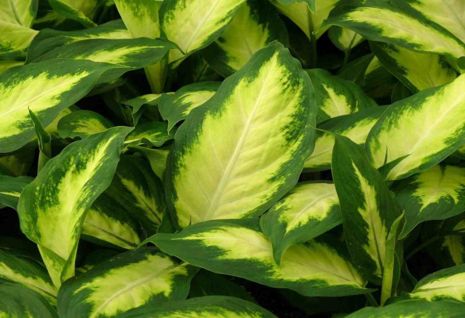 Драцена Диффенбахия