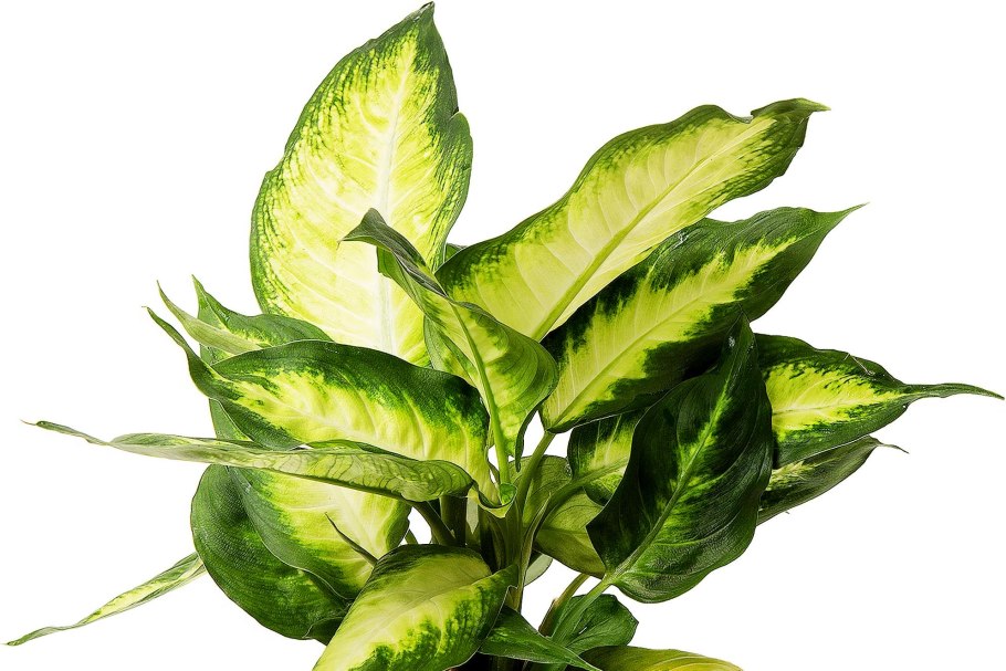 Диффенбахия d12 tim