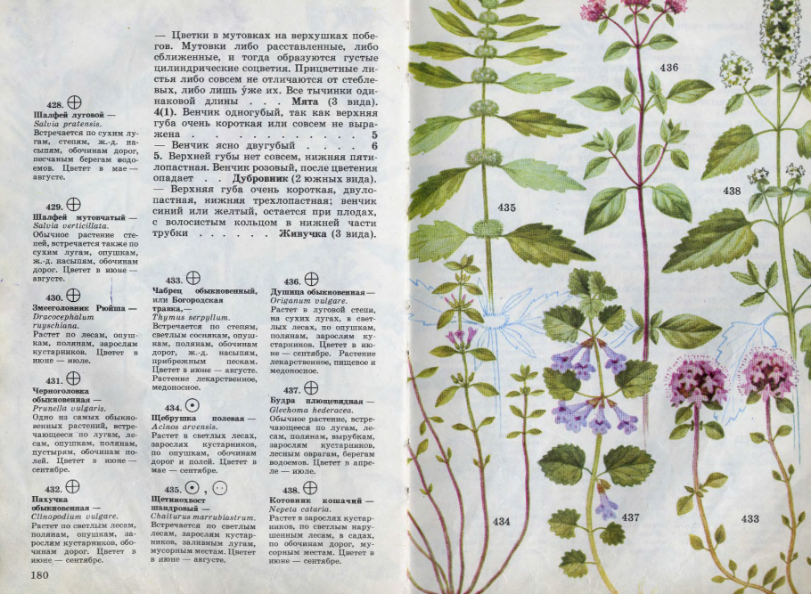 Грибы виды несъедобных грибов