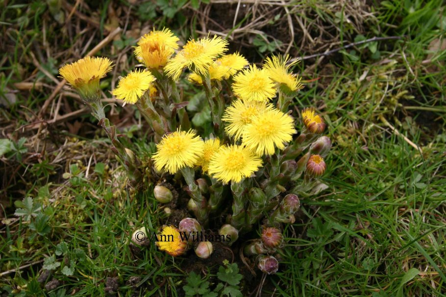 Голубика Магаданская