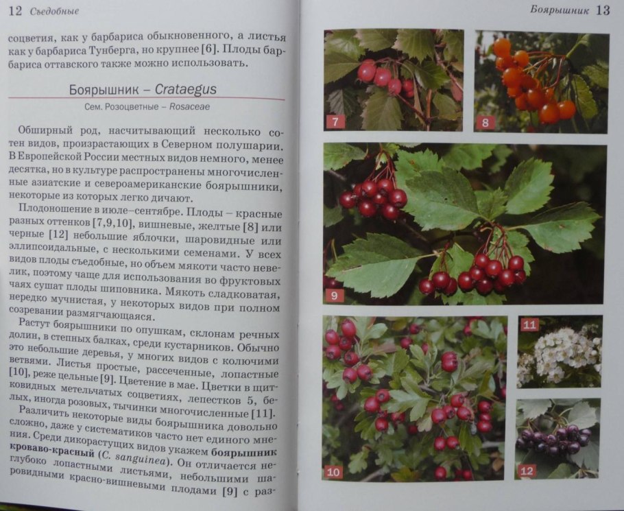 Съедобные дикорастущие ягоды