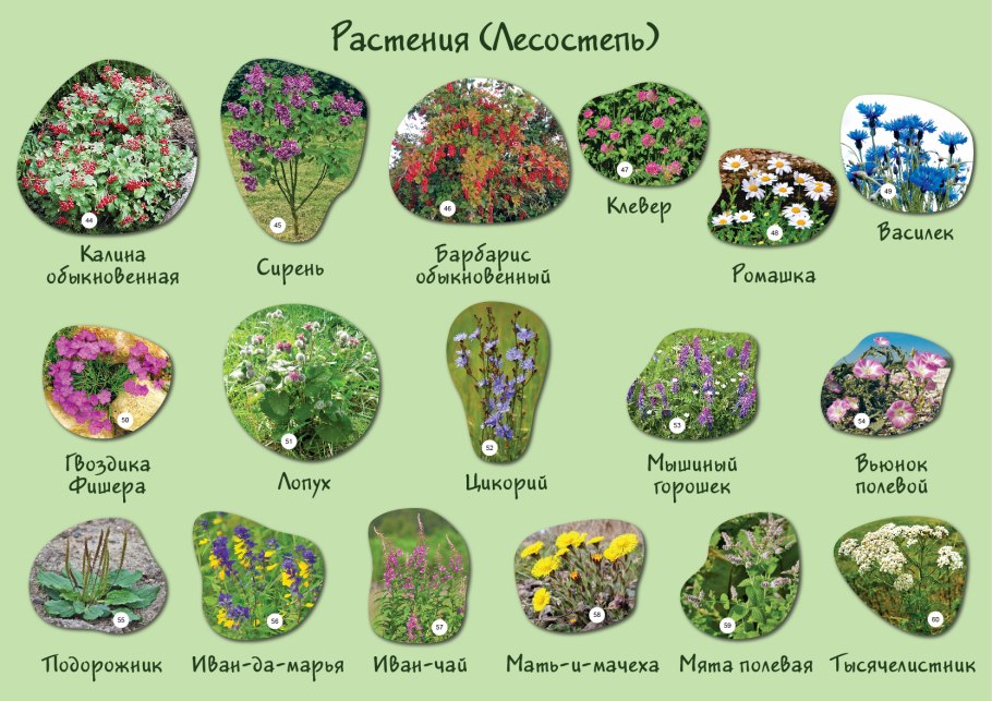 Карточки растения