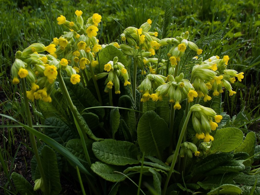 Дикорастущие лекарственные растения