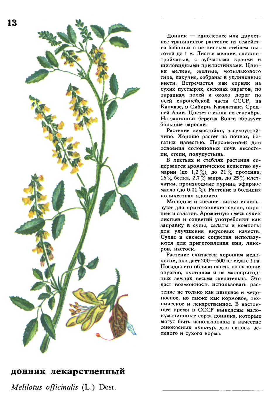 Берсон дикорастущие съедобные растения