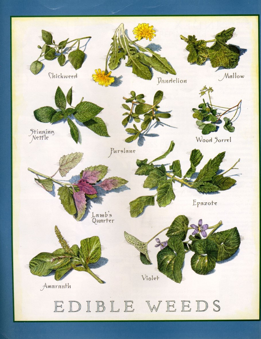 Несъедобные ягоды в лесу 2 класс окружающий мир