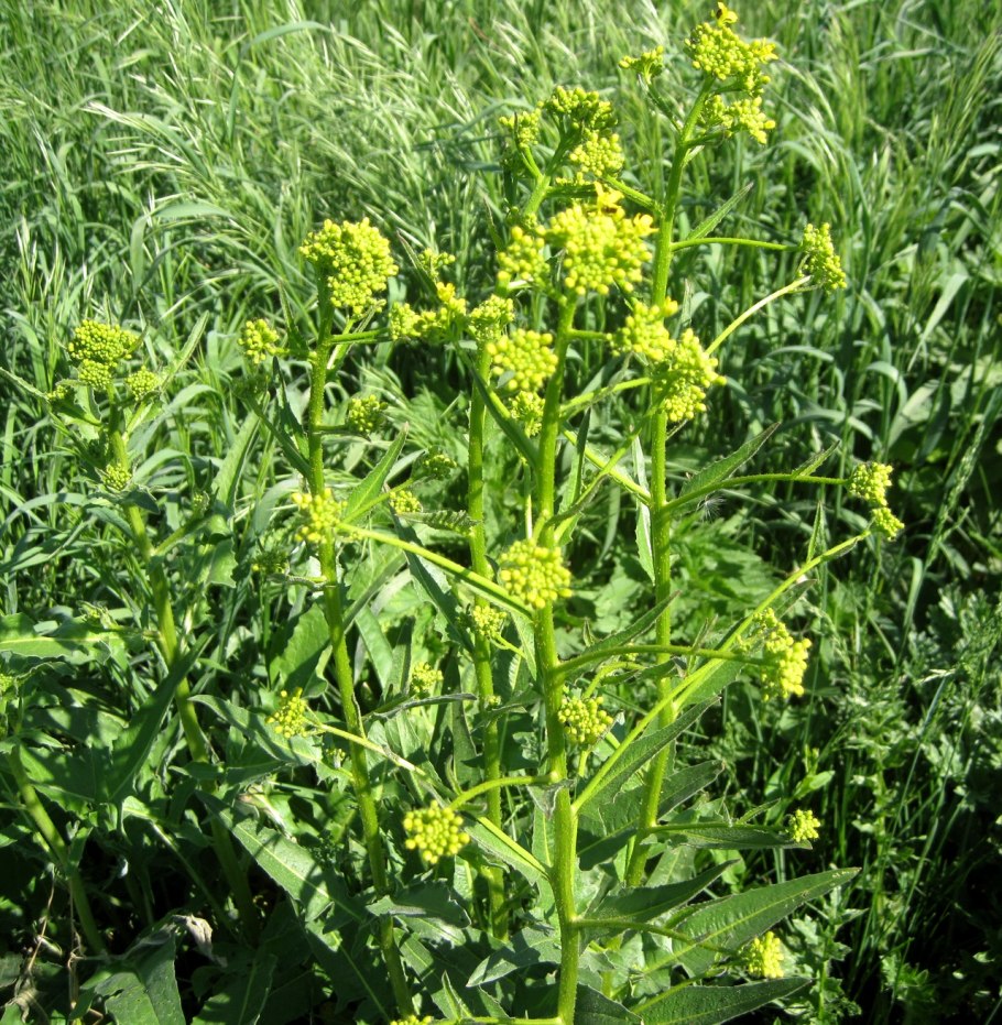 Клубника Кумберленд