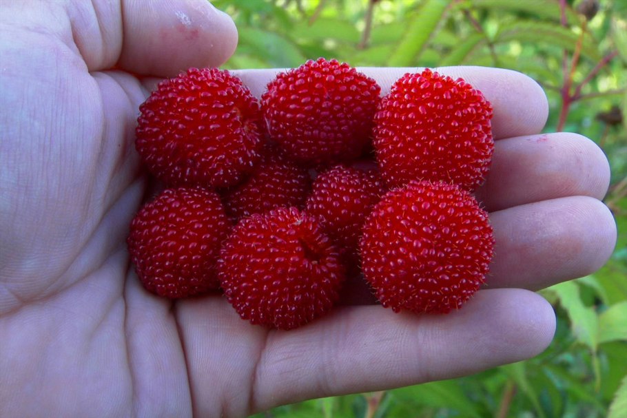 Клюква Болотная (Oxycoccus palustris)