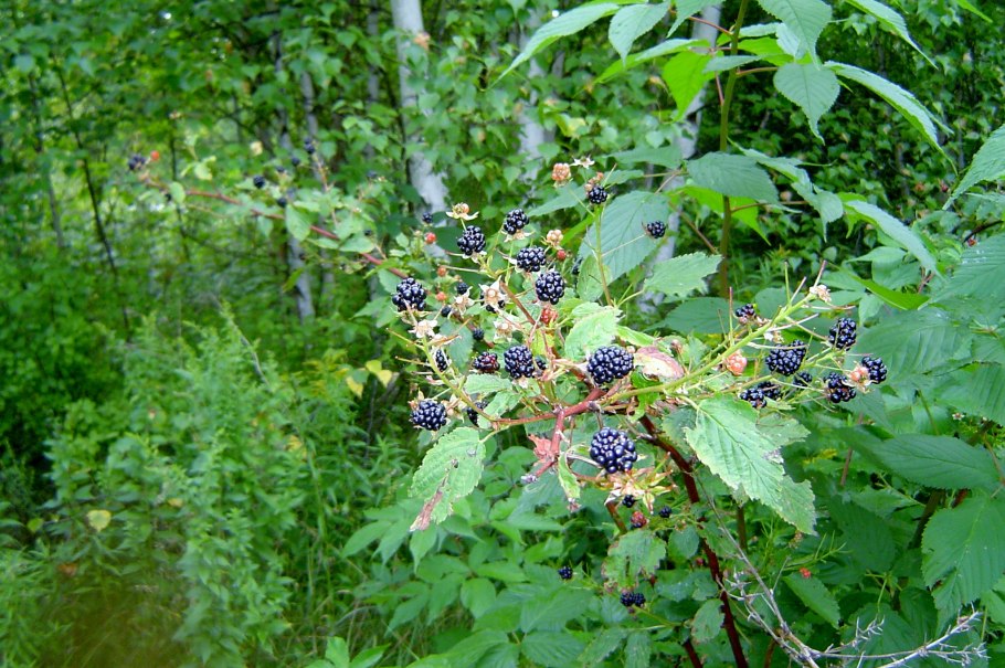 Костяника атлас определитель