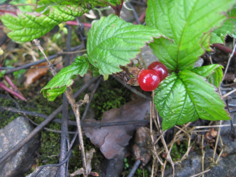 Розмарин петрушка и шалфей