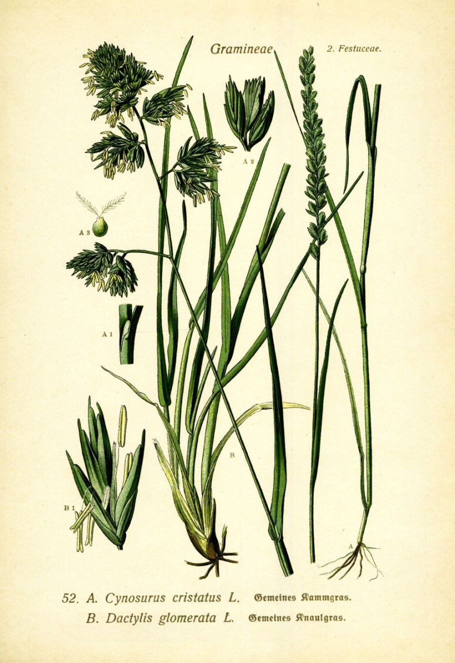 Ежа сборная формула цветка