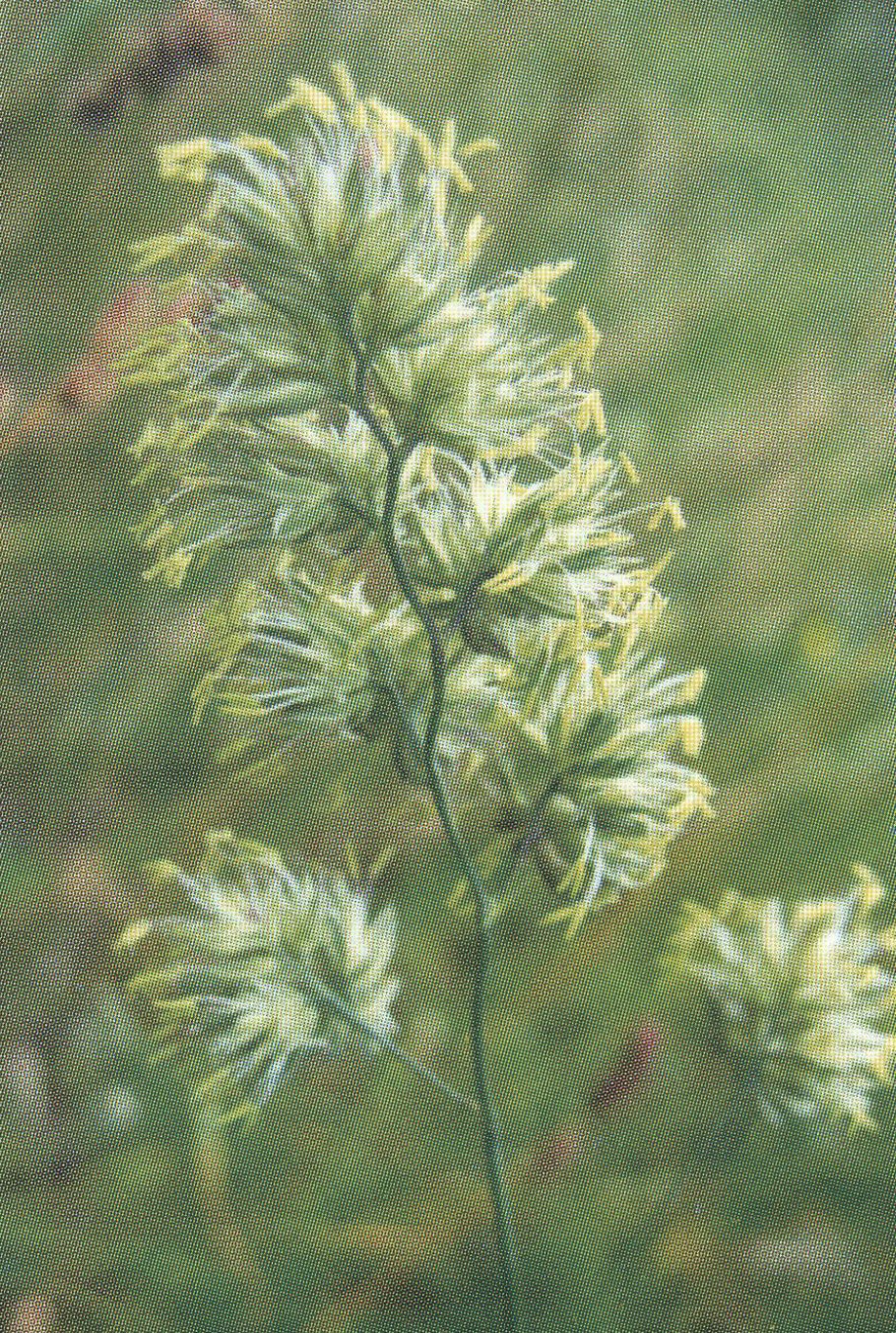 Райграс многолетний семена