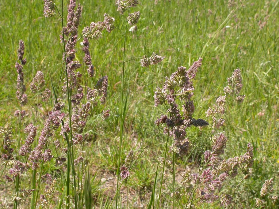 Овсяница тростниковая