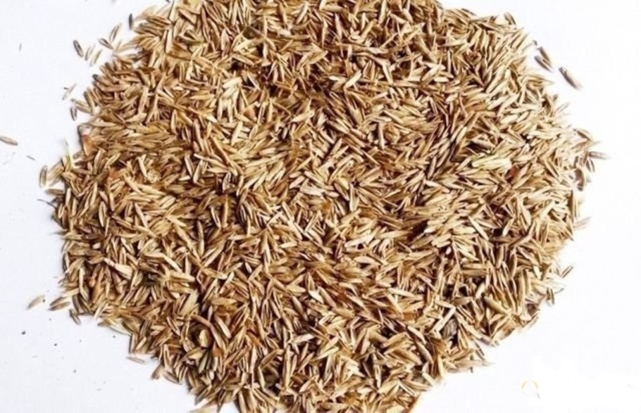 Ежа сборная Dactylis glomerata l.