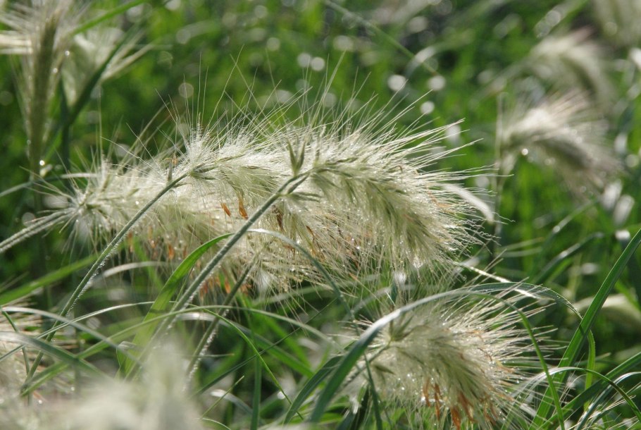 Вечнозеленый Диантус