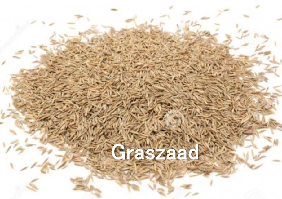 – Ежа сборная Dáctylis glomeráta