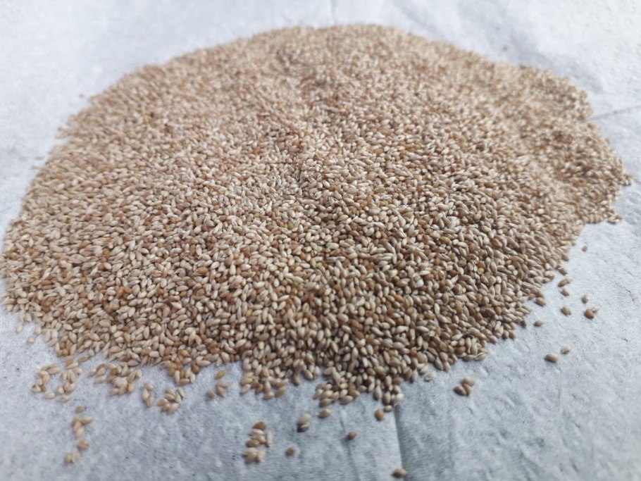 Пырей Тимофеевка