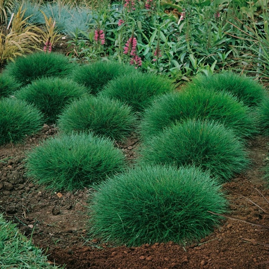 Однолетние злаковые - щетинники