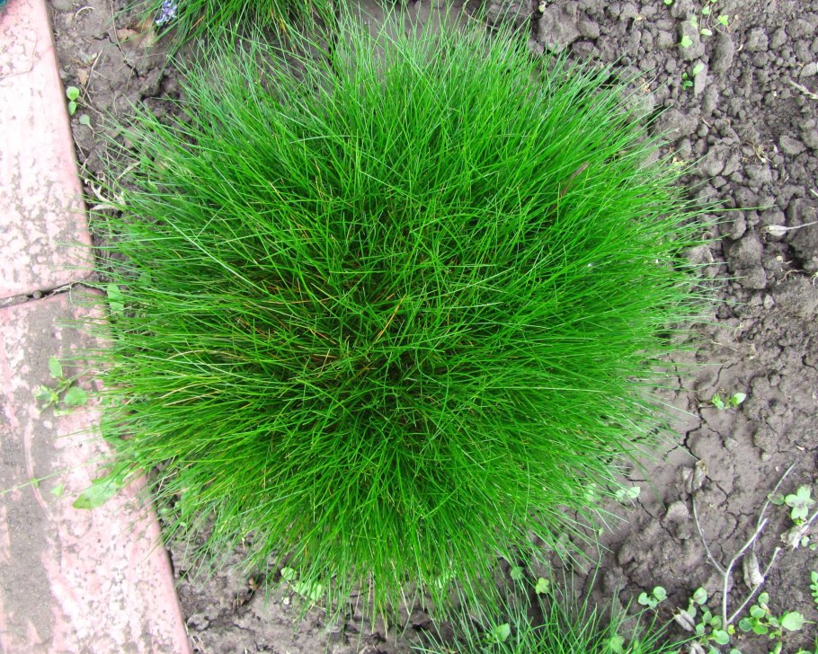 Соцветие Ежи сборной