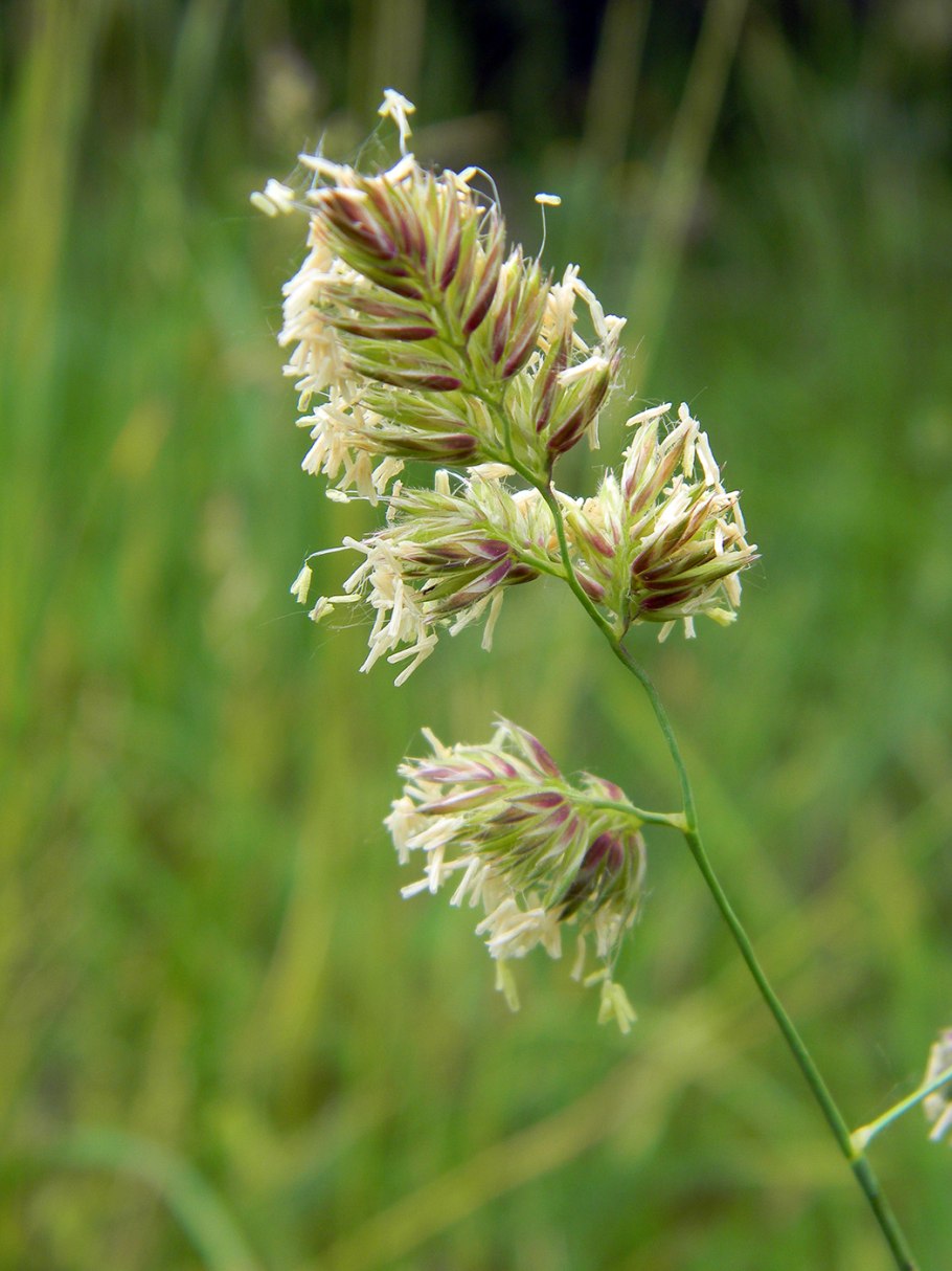 Ежа сборная Dactylis glomerata