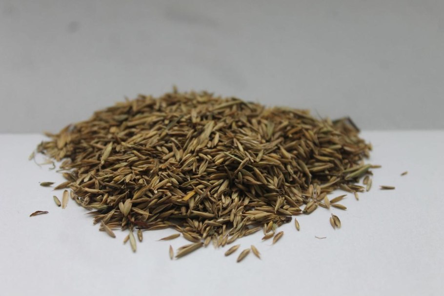 Лисохвост Луговой краткое описание