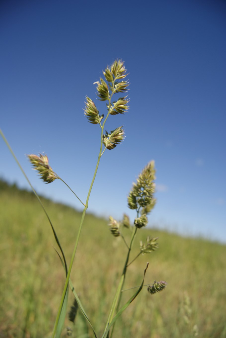 Ежа сборная Dactylis glomerata l.