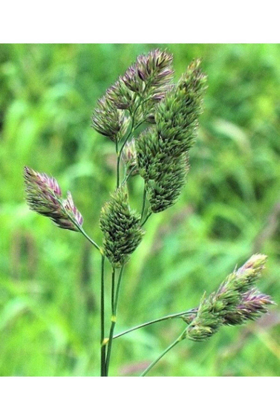 Ежа сборная опыление