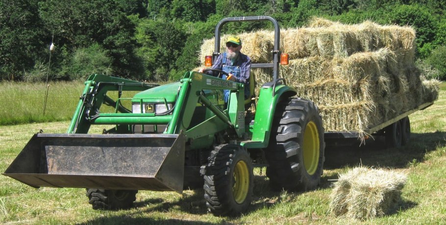 Ежа газонная трава