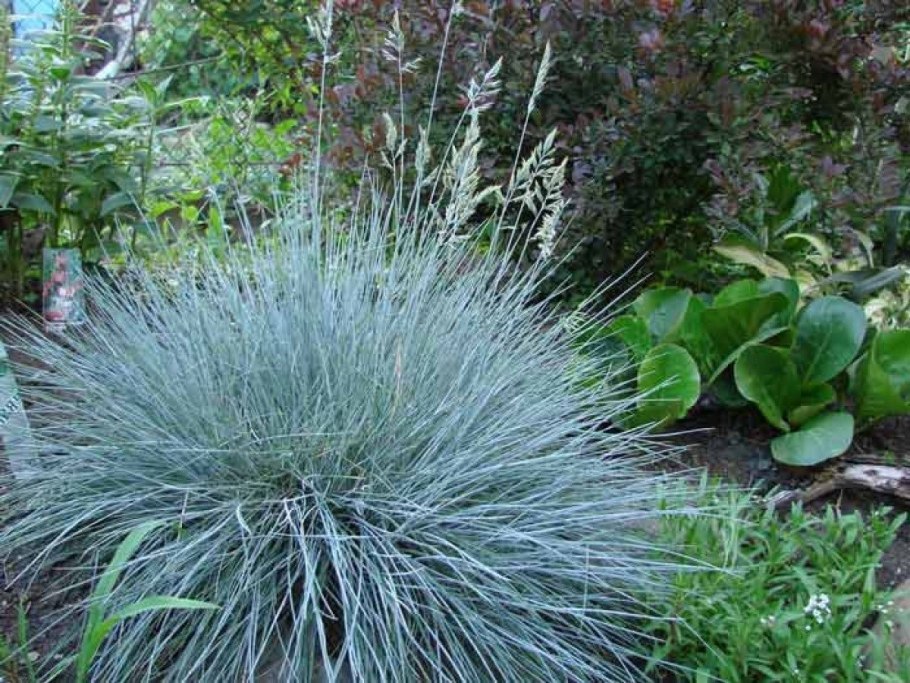 Тимофеевка Луговая (Phleum pratense)