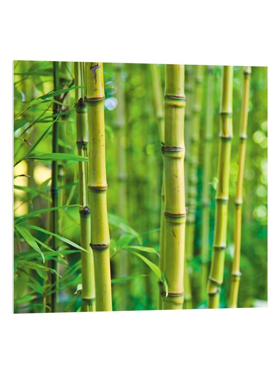 Бамбуки парк Южные культуры Адлер